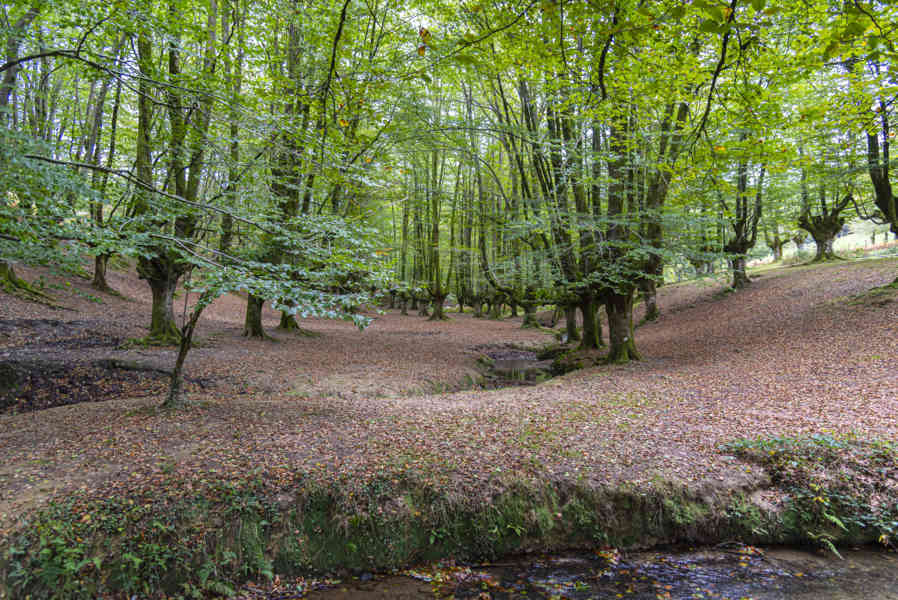 Vizcaya - parque natural del Gorbea 01 - hayedo de Otxarreta.jpg